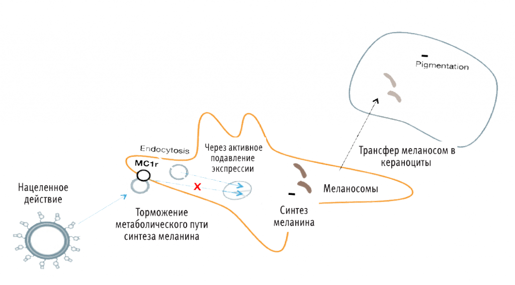 ProBright-Smart-Delivery copy.png